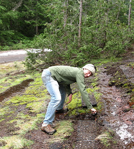 Patrick Monnahan, KU graduate student, sets experimental transplants into a field site at Browder Ridge, Oregon. Photo by John Kelly