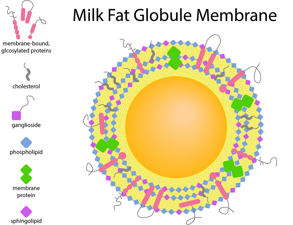 Milk fat globule membrane components.