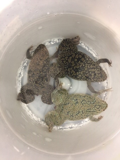 Three African clawed frogs Xenopus laevis in a container