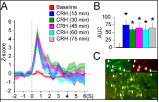 Fiber photometry recording expressing cells in the NAc after CRH injection in the VTA(A).