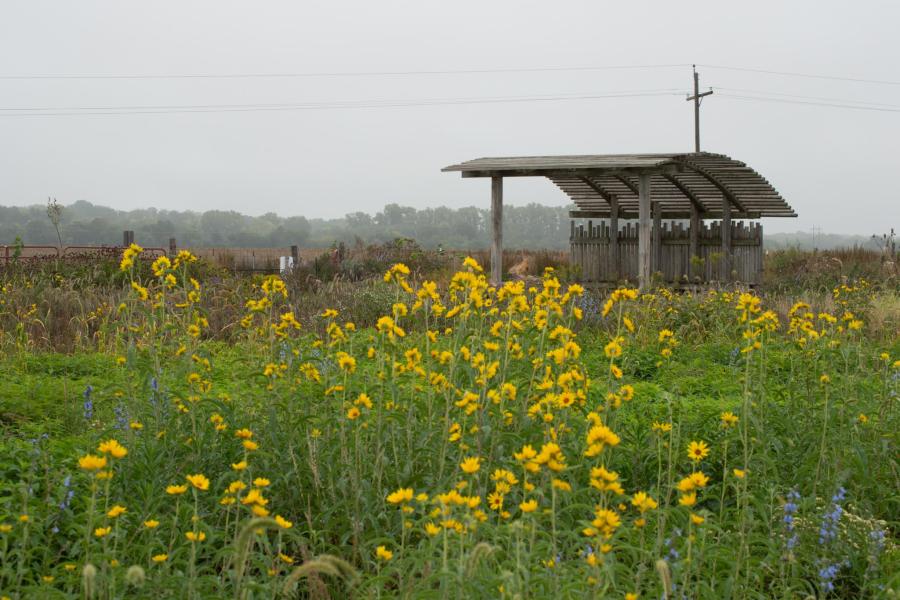 Wooden arched shelter at garden site with yellow flowers in foreground.