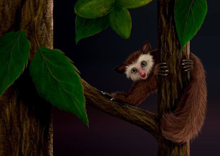 Illustration of Ekgmowechashala, the last primate to inhabit North America before humans. Credit: Kristen Tietjen, scientific illustrator with the KU Biodiversity Institute and Natural History Museum. 