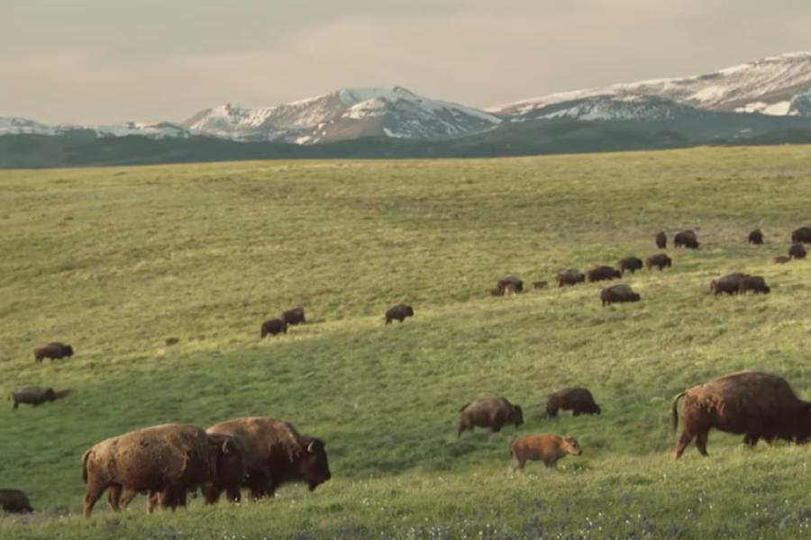 Buffalo graze in a pasture with snow-capped mountains in the distance.