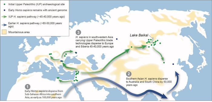 Map showing theorized migration routes of early Homo sapiens from Africa across Eurasia. Credit: Ted Goebel 