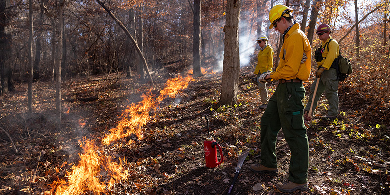 Flames on forest floor with dry leaves and bare trunks of trees