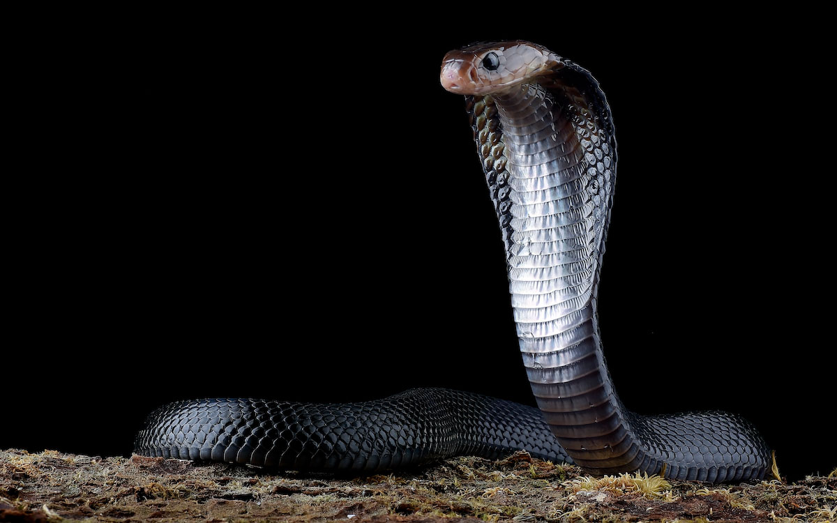 Stock image of a Japanese spitting cobra