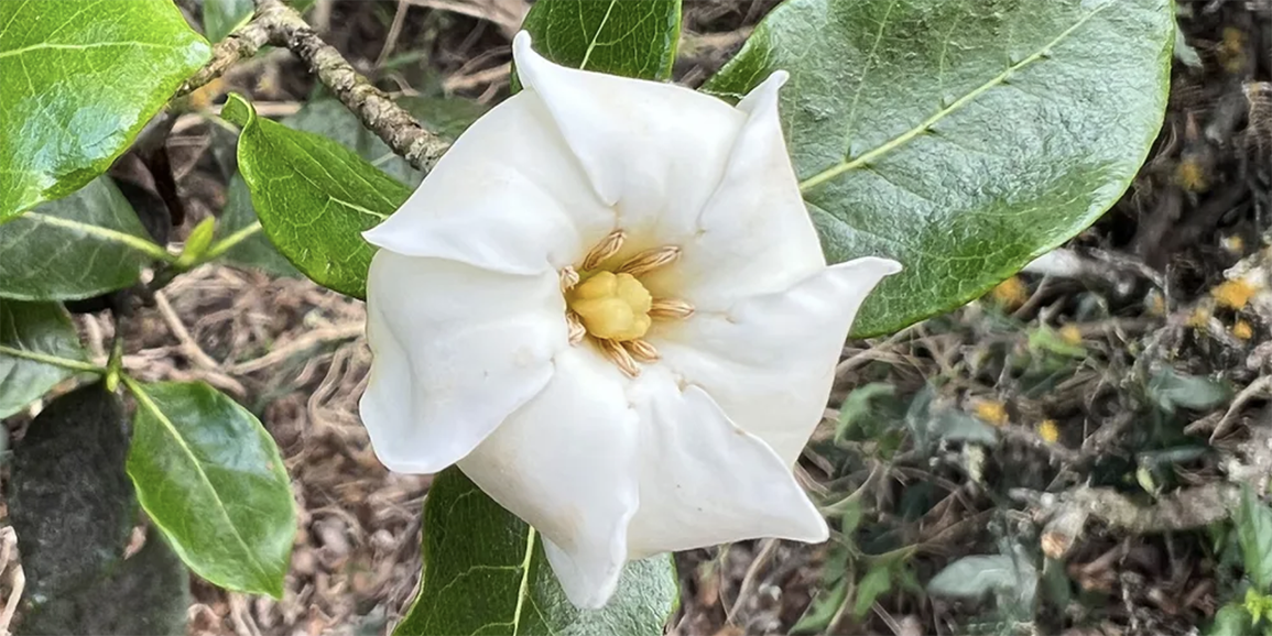 White flower of Gardenia brighamii