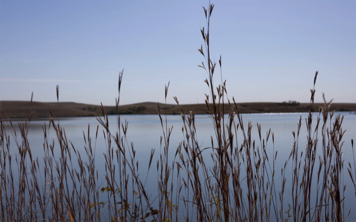 Reeds along a Kansas shoreline.