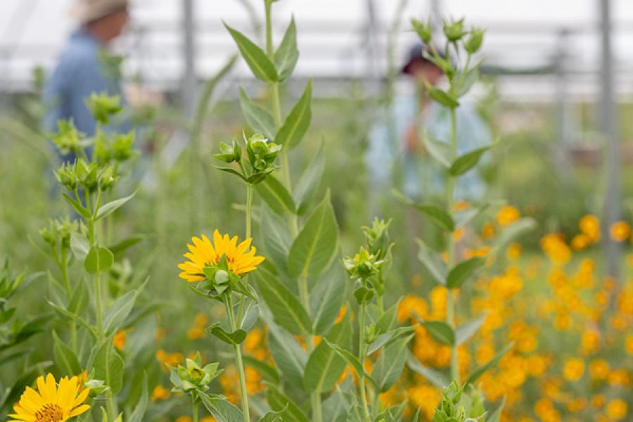 Yellow silflower blooming in greenhouse-like structure