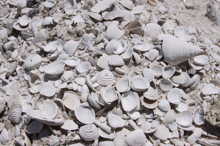 A picture of Pliocene (approximately 3 million years old) fossil mollusks as discovered out in the field in Florida. Credit: Jonathan Hendricks, Paleontological Research Institute.
