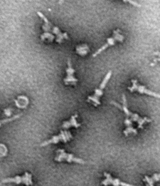 Electron micrograph showing parts of nanoinjectors from Salmonella. Image courtesy of Dr. Matthew Lefebre and Prof. Jorge Galan (Yale University).