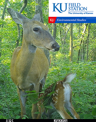 Doe and a nursing fawn captured on cameras at the KU Field Station