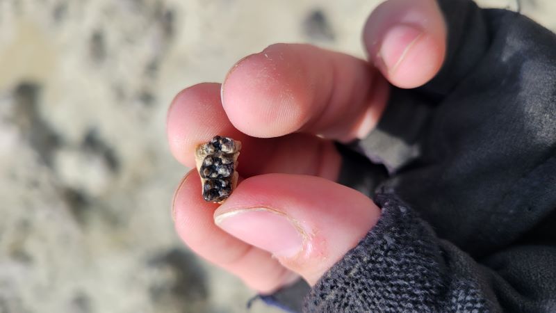 Three tooth upper jaw of a small mammal from the Eocene of Wyoming