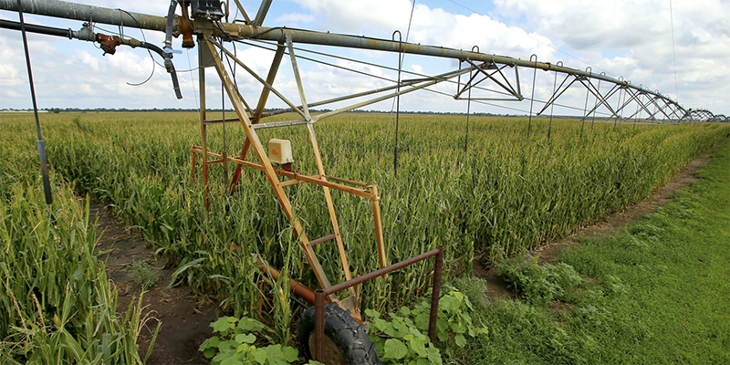 Edge of cornfield with irrigation system