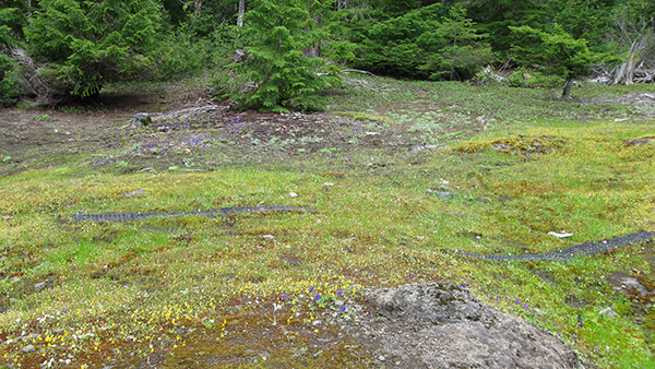 View of a field site at Browder Ridge, Oregon as the native plants begin to flower. Mimulus guttatus (study species) have the small yellow flowers.  Photo by Patrick Monnahan