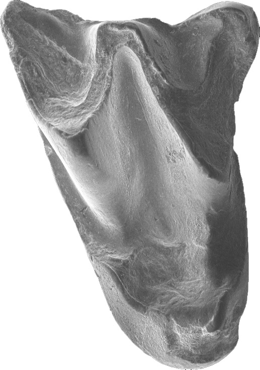 Upper molar of Altaynycteris aurora