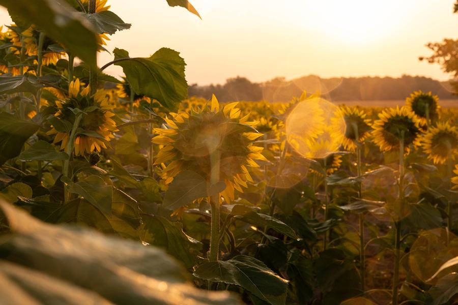 Sunflowers in field