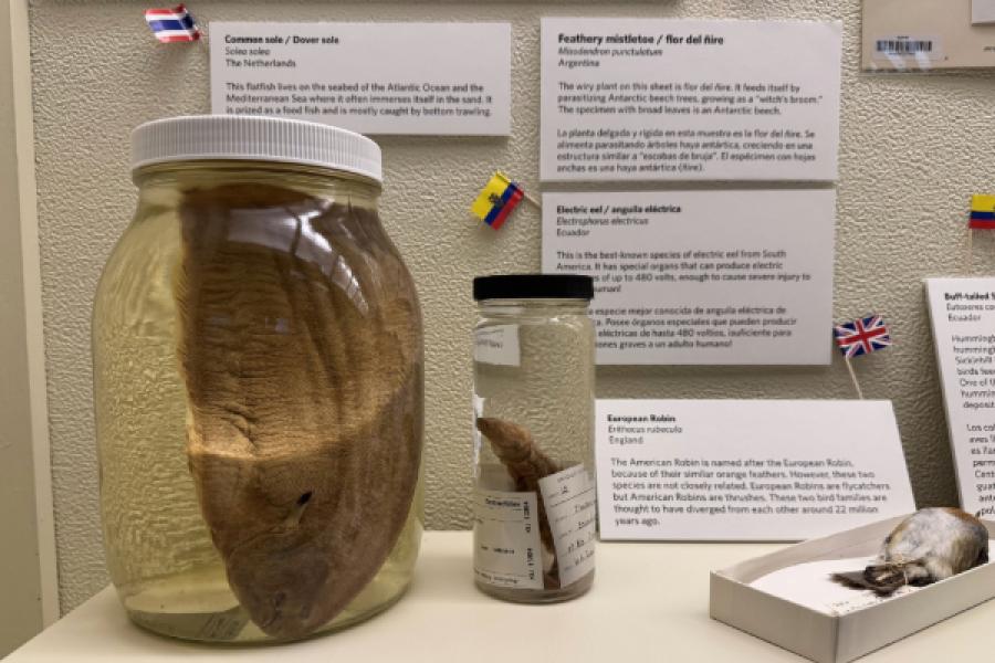Exhibit display of biological specimens, including a flatfish, European robin, and Electric eel.