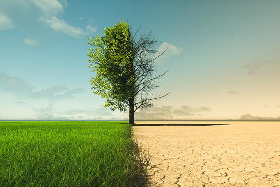 An image of a green, grassy field on the left of frame with a tree growing in the center and a desert on the right side of the frame, with the tree dying in the middle.