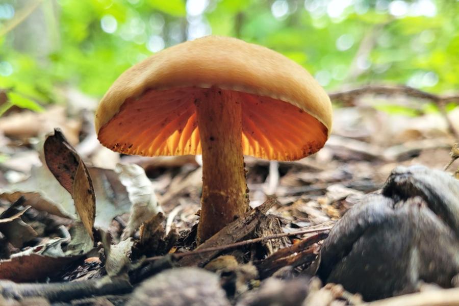 Mushroom on forest floor