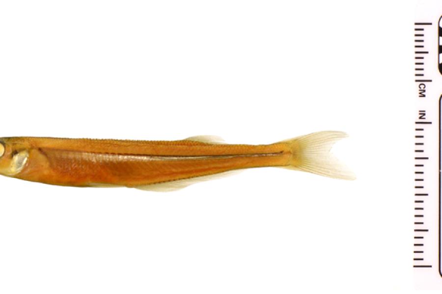 A yellow brook silverside fish.