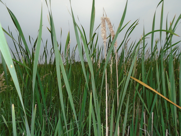 View through cattails in wetland in the Le Sueur River Basin. 