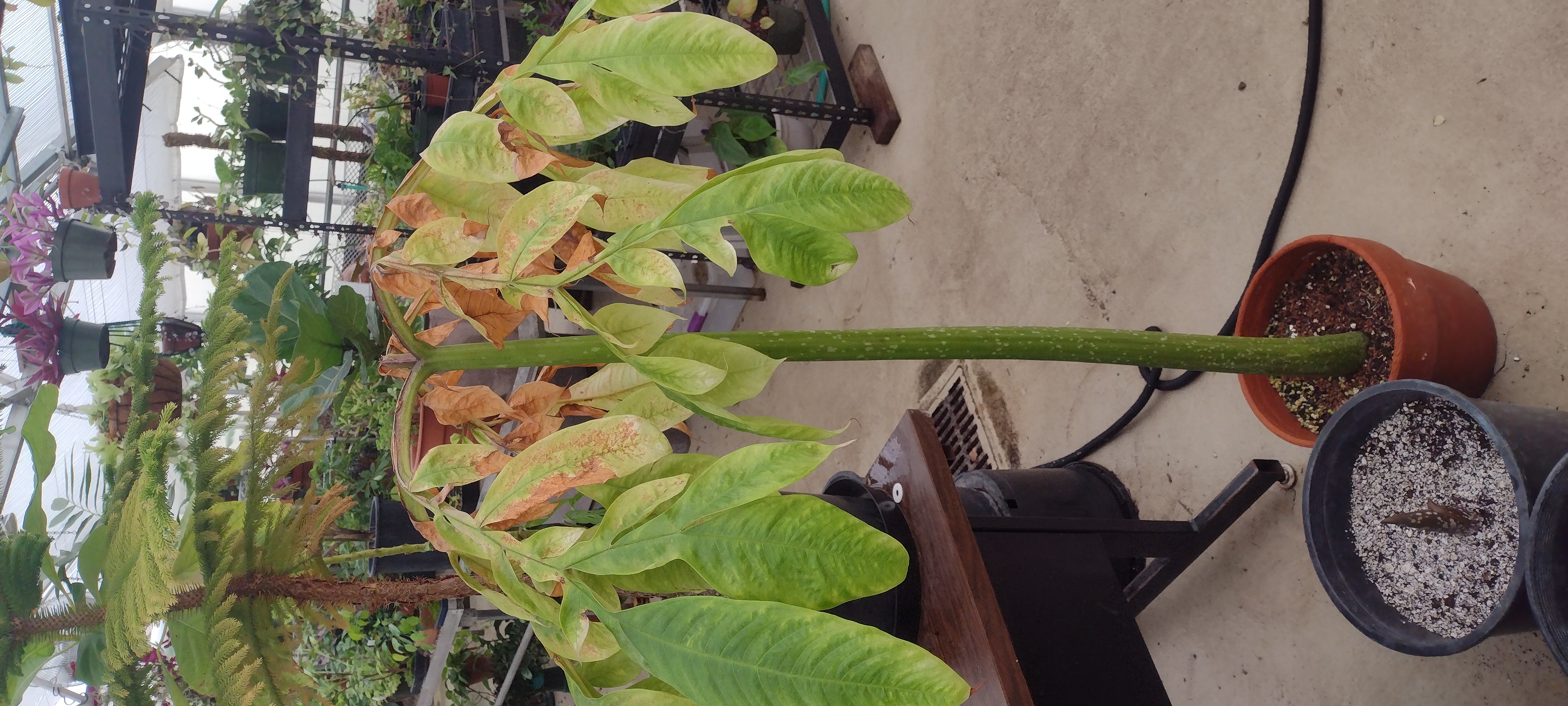 Corpse Flower Bulb in Vegitative State