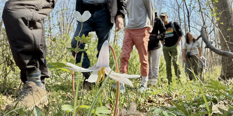 Small white trout lily on forest floor with line of hikers in background.