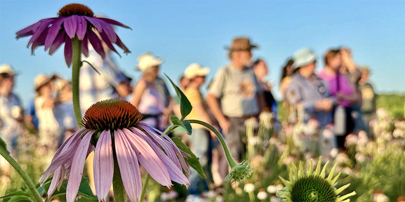 Two Echinacea purpurea flowers at the native plants garden, with a crowd of visitors in the background.
