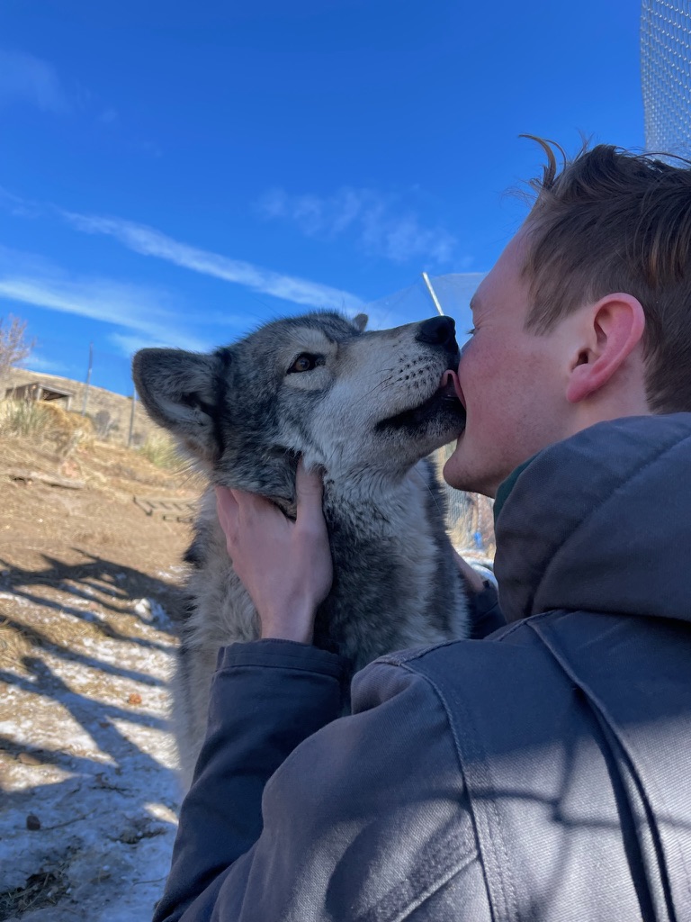 AB participant being licked by a domesticated wolf at Mission:Wolf