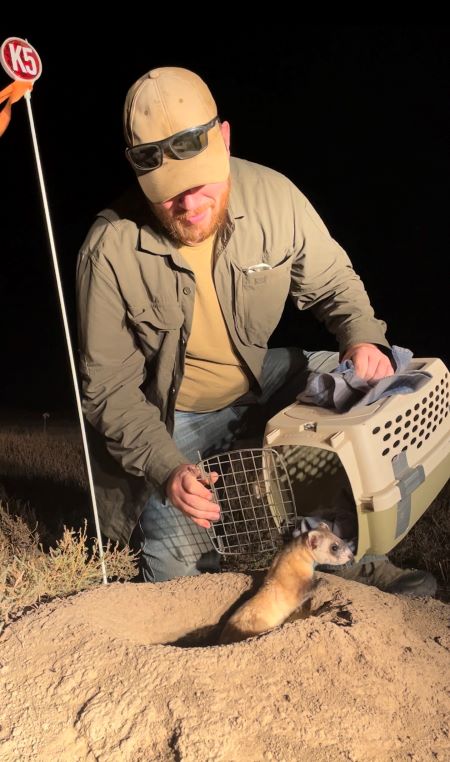 "Nathaniel Weickert releases a freshly microchipped and vaccinated wild born male ferret back into the burrow where he was trapped; photo by Wendy Holman"