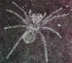 Flint rock preserved characteristics of the spider fossils differently than the more common amber-preserved spiders.