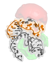 Molecular representations of HCV RNA